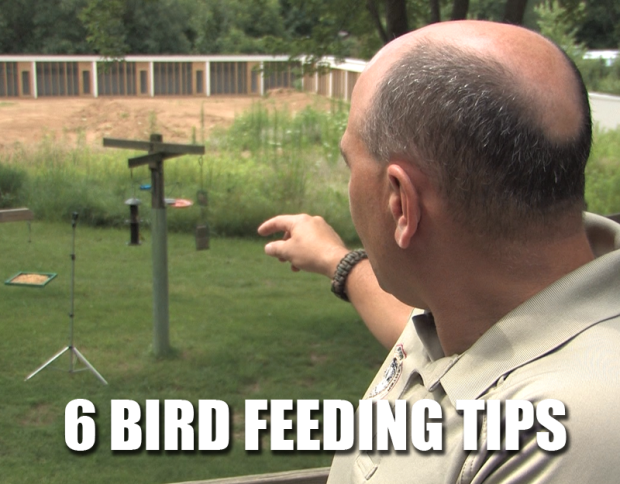 6 Bird Feeding Tips